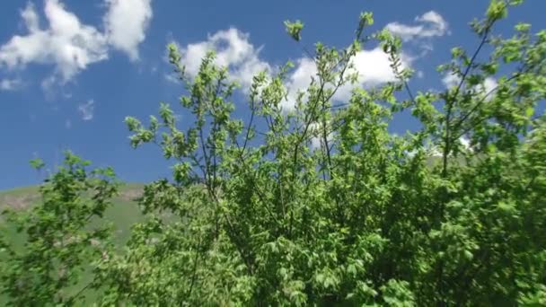 Natuur en landschap bergachtige kloven — Stockvideo