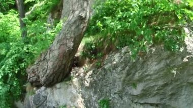 Doğa Kuzey Osetya-Alanya Kurtat gorges kez