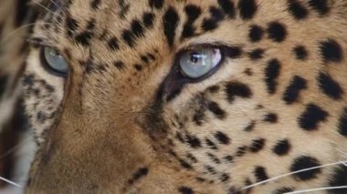 Nadir hayvan - Amur leoparı bir hayvanat bahçesi