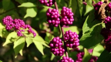 Subtropikal Karadeniz şehir Sochi bitkiler