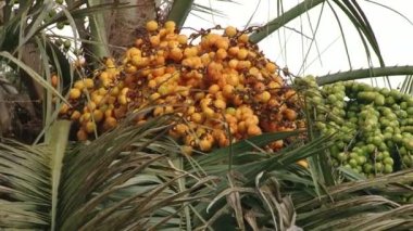 Subtropikal Karadeniz şehir Sochi bitkiler