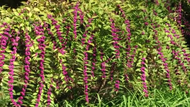 Plantas subtropicales Mar Negro ciudad de Sochi — Vídeos de Stock