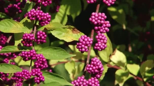 Subtropische planten Zwarte Zee stad van Sotsji — Stockvideo