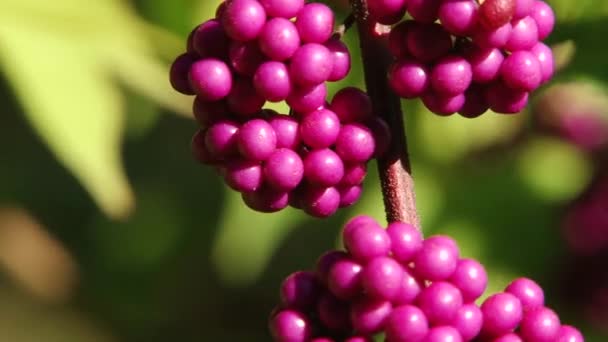 Plantes subtropicales Mer Noire ville de Sotchi — Video