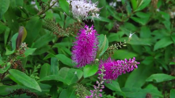 Plantes subtropicales Mer Noire ville de Sotchi — Video