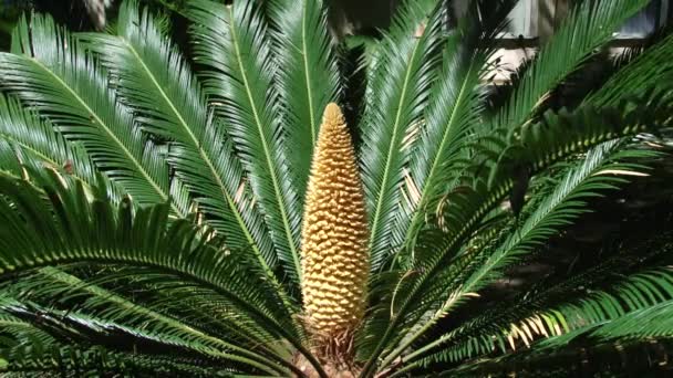 Las raras palmeras de sagú florecientes en el arboreto — Vídeos de Stock