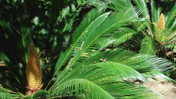 Редкие цветущие саго пальмы в дендрарии — стоковое видео