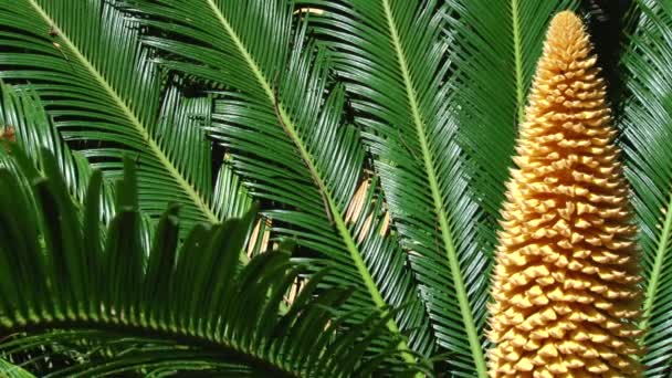 The rare flowering sago palms in the arboretum — Stock Video