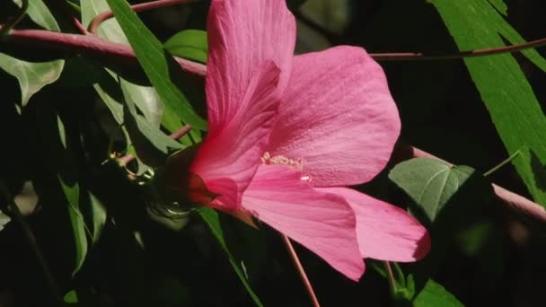 Plants subtropical Black Sea city of Sochi — Stock Video