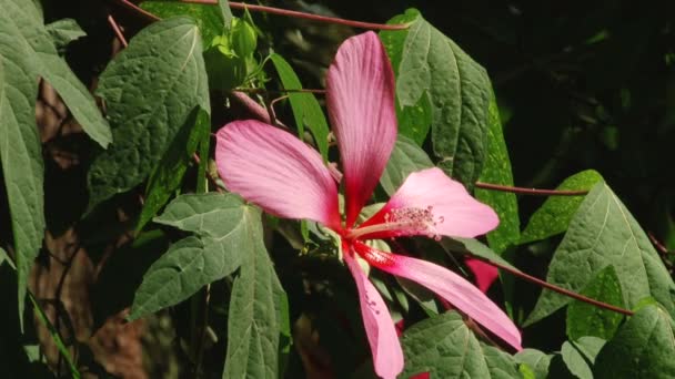 Plants subtropical Black Sea city of Sochi — Stock Video