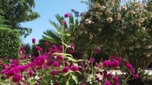 Subtropische planten Zwarte Zee stad van Sotsji — Stockvideo