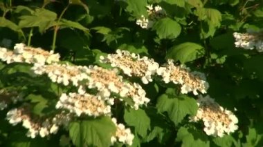 Sochi türleri dendroloji park ve çiçekli bitkiler