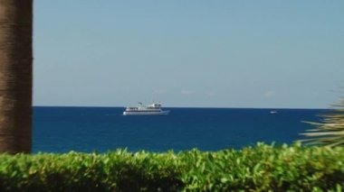 Sochi türleri dendroloji park ve çiçekli bitkiler