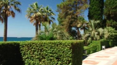 Sochi türleri dendroloji park ve çiçekli bitkiler