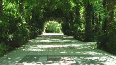 Sochi türleri dendroloji park ve çiçekli bitkiler