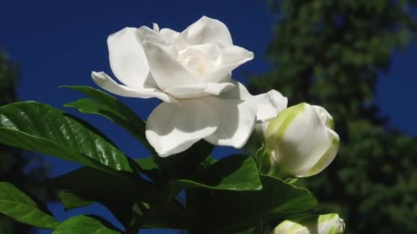 Tipos de parque dendrológico de Sochi y plantas con flores — Vídeos de Stock