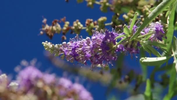 Tipos de parque dendrológico de Sochi y plantas con flores — Vídeo de stock