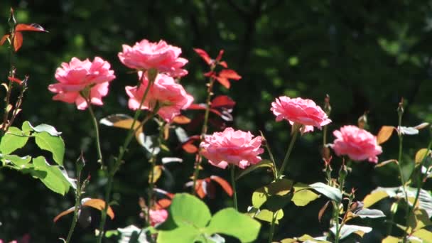 Types dendrological park of Sochi and flowering plants — Stock Video