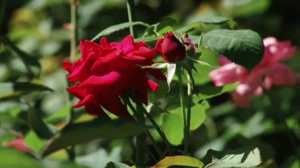 Tipos de parque dendrológico de Sochi y plantas con flores — Vídeos de Stock