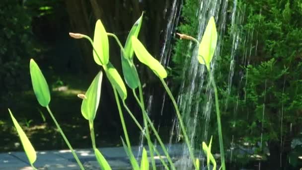 Tipos dendrological parque de Sóchi e plantas floridas — Vídeo de Stock