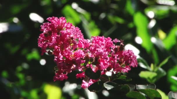 種類デンドロロジカル ソチ公園と植物の開花 — ストック動画