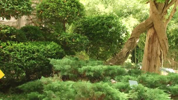 类型排序索契公园和开花植物 — 图库视频影像