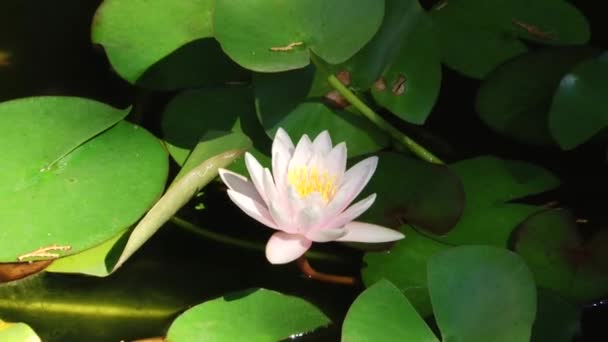 Typer dendrological park Sotji och blommande växter — Stockvideo