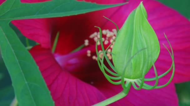 Types dendrological park of Sochi and flowering plants — Stock Video