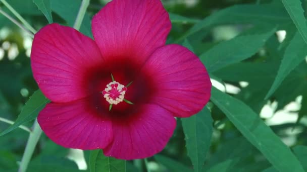 Tipos de parque dendrológico de Sochi y plantas con flores — Vídeos de Stock