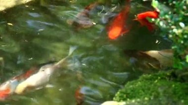 Sochi türleri dendroloji park ve çiçekli bitkiler