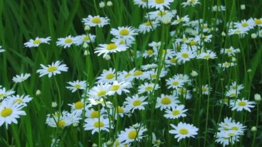 Sochi türleri dendroloji park ve çiçekli bitkiler