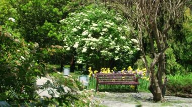 Sochi türleri dendroloji park ve çiçekli bitkiler