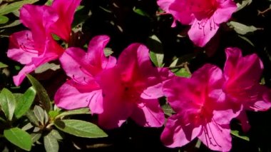 Sochi türleri dendroloji park ve çiçekli bitkiler