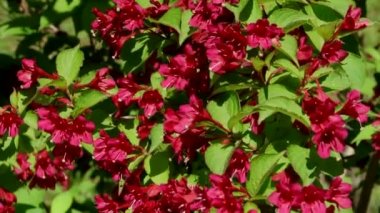 Sochi türleri dendroloji park ve çiçekli bitkiler