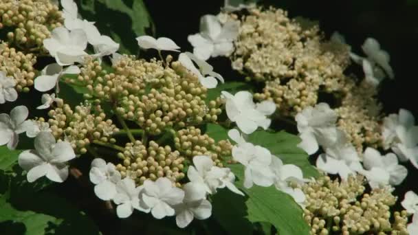 类型排序索契公园和开花植物 — 图库视频影像