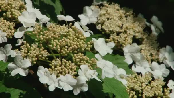 Tipos de parque dendrológico de Sochi y plantas con flores — Vídeo de stock