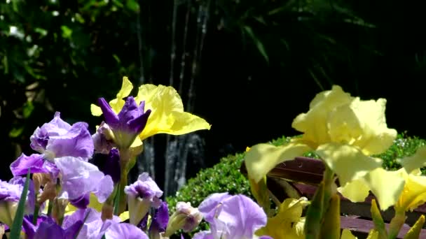 Tipos de parque dendrológico de Sochi y plantas con flores — Vídeos de Stock