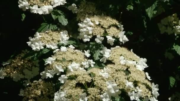 Tipos de parque dendrológico de Sochi y plantas con flores — Vídeos de Stock