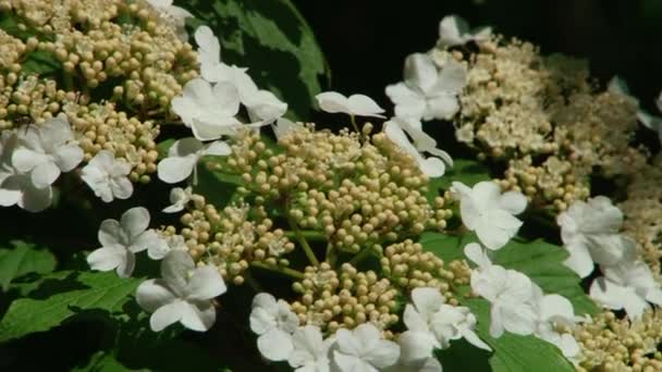 Tipi parco dendrologico di Sochi e piante da fiore — Video Stock