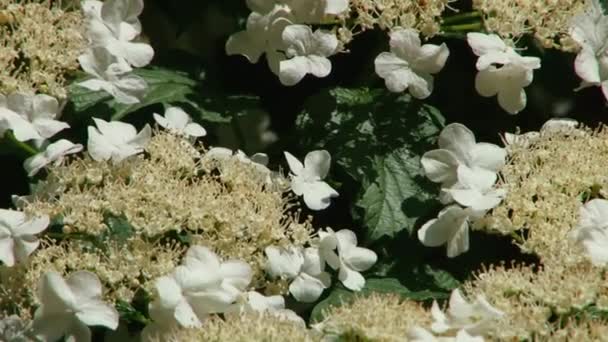 유형 dendrological 공원의 소 치와 꽃 식물 — 비디오