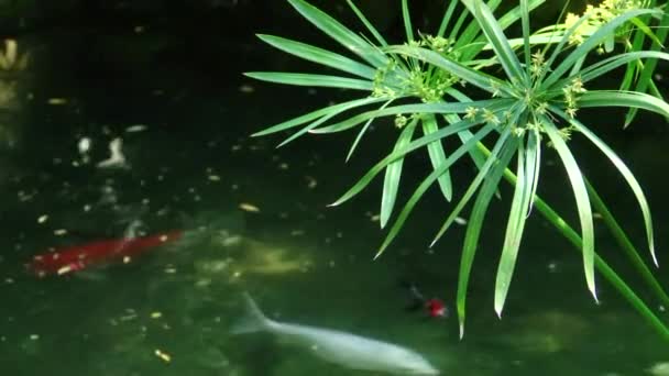 Tipos dendrological parque de Sóchi e plantas floridas — Vídeo de Stock