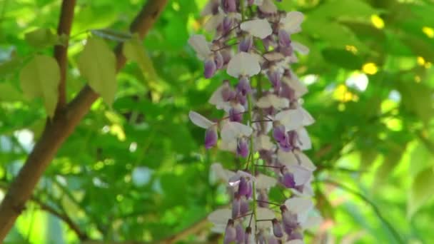 Tipos dendrological parque de Sóchi e plantas floridas — Vídeo de Stock