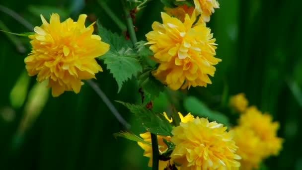 Typer dendrological park Sotji och blommande växter — Stockvideo