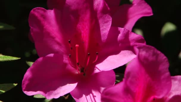 Types dendrological park of Sochi and flowering plants — Stock Video