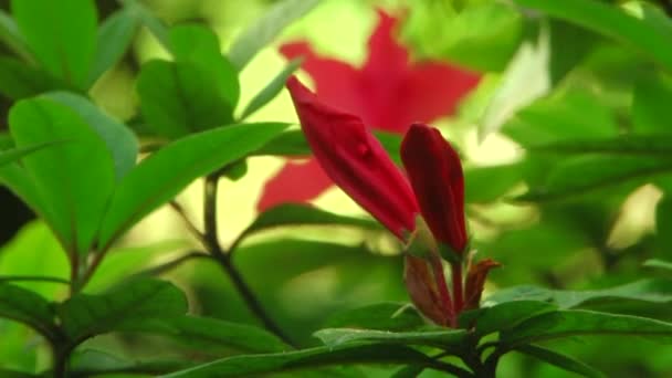 Tipos dendrological parque de Sóchi e plantas floridas — Vídeo de Stock