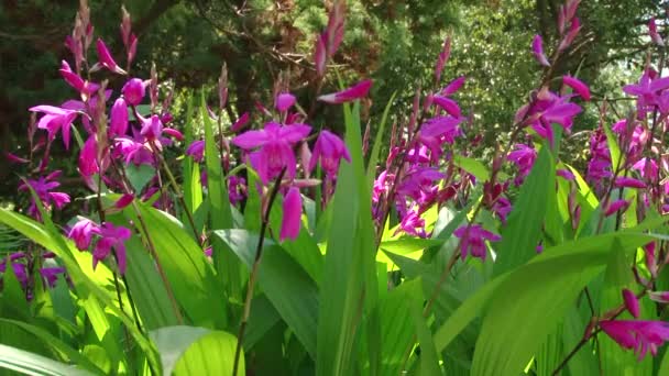 Tipos de parque dendrológico de Sochi y plantas con flores — Vídeos de Stock