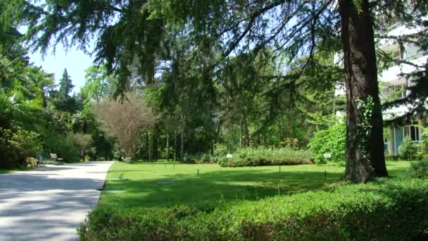 Tipos de parque dendrológico de Sochi y plantas con flores — Vídeo de stock