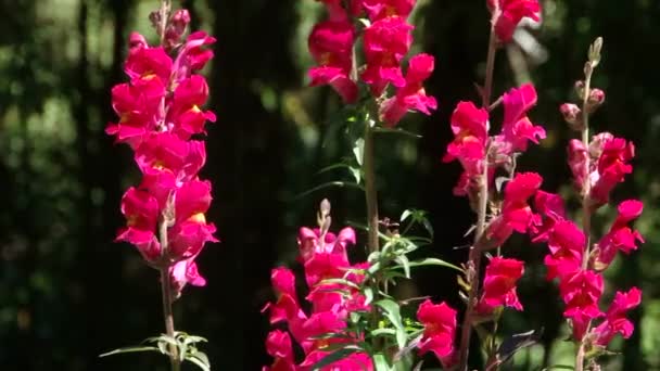 Typer dendrological park Sotji och blommande växter — Stockvideo