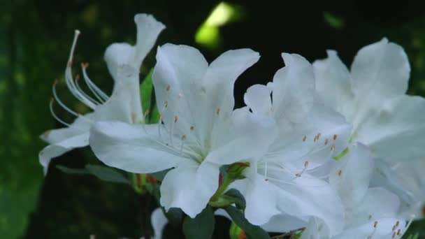 Tipos de parque dendrológico de Sochi y plantas con flores — Vídeo de stock