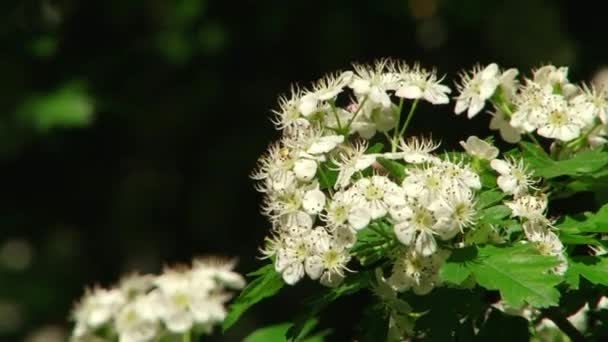 Types dendrological park of Sochi and flowering plants — Stock Video